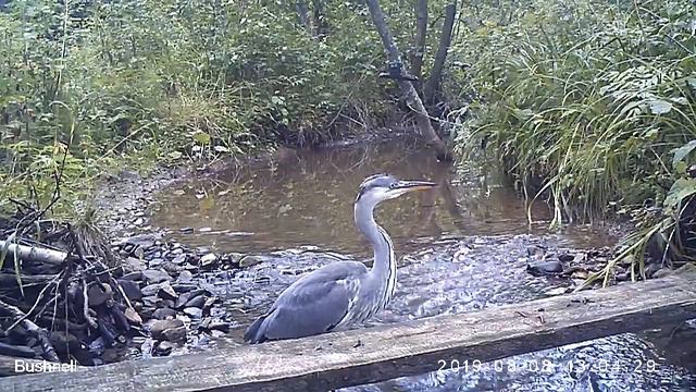 Цапля серая 08 08 19 смотреть онлайн