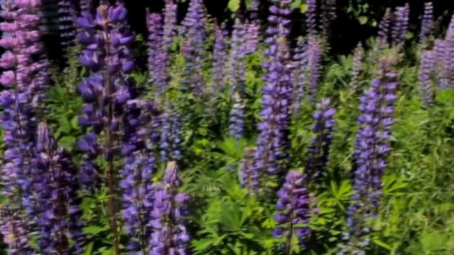 Рощино - моя Родина. Лето в Рощино. ТурПоход. Природа. Речка, небо голубое - это всё моё родное! смотреть онлайн