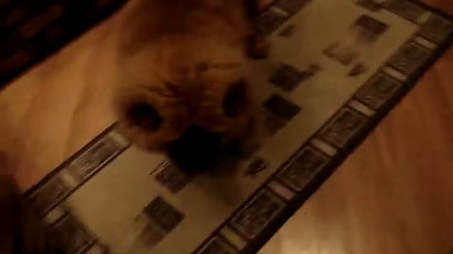 Чау-Чау куражится смотреть онлайн