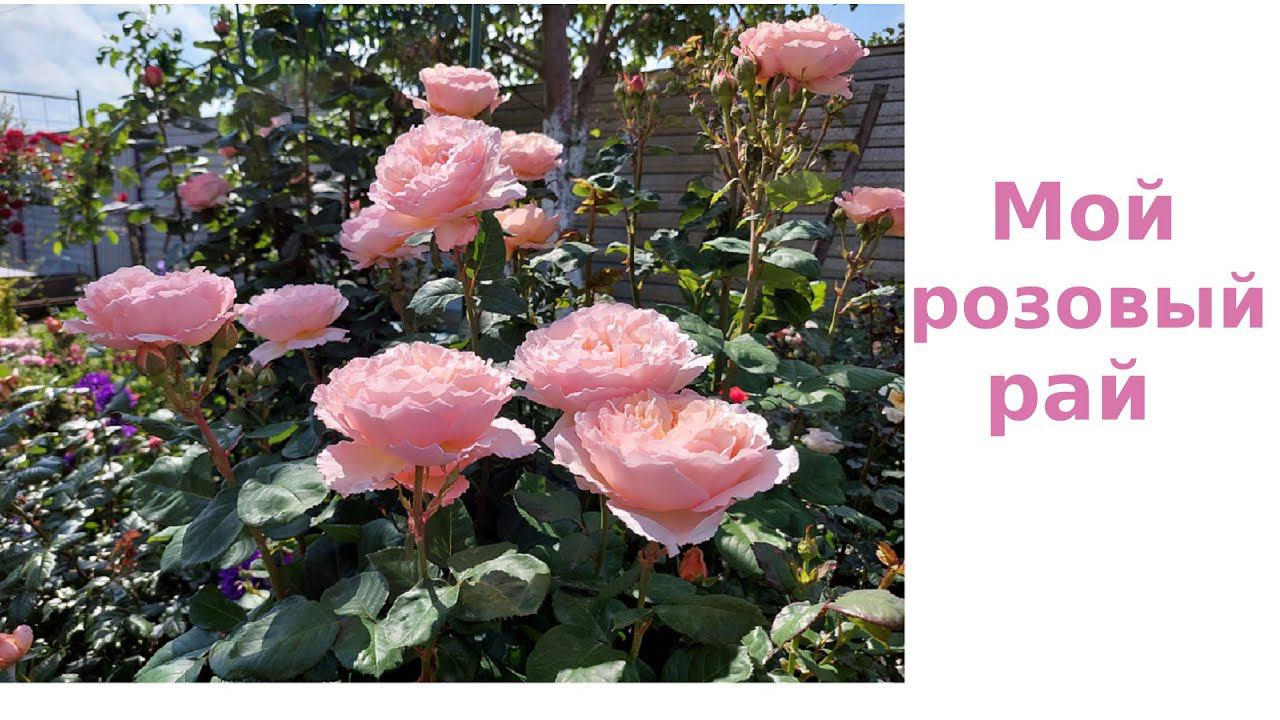 Розы. Самое красивое цветение. смотреть онлайн