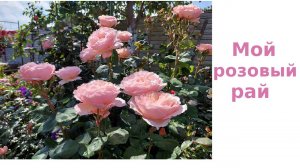 Розы. Самое красивое цветение.