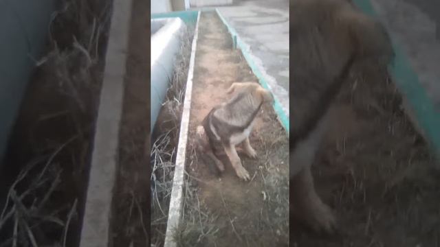 Защита животных смотреть онлайн