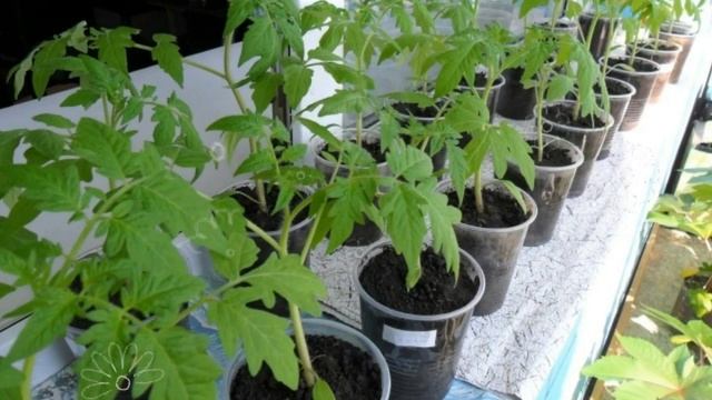 Преимущество закаленной рассады смотреть онлайн