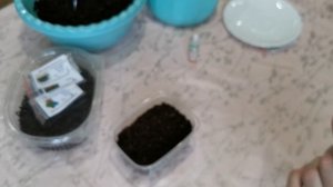 Посев манжетки на рассаду. Манжетка мягкая из семян.