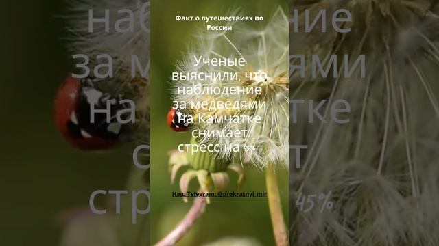 Факт о путешествиях по России смотреть онлайн