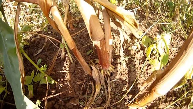 Milpa, gärtnern wie die Indianer. Die Ernte. смотреть онлайн