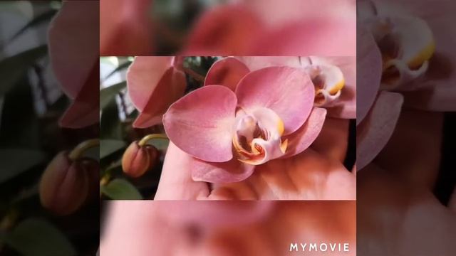 #Dtps_Kingcar_peach#фаленопсис#orchid#первое_домашнее_цветение смотреть онлайн