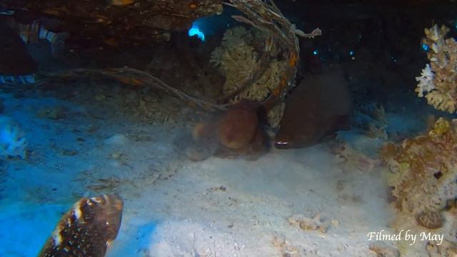 Маленькие истории большого моря/Little stories of the big sea смотреть онлайн