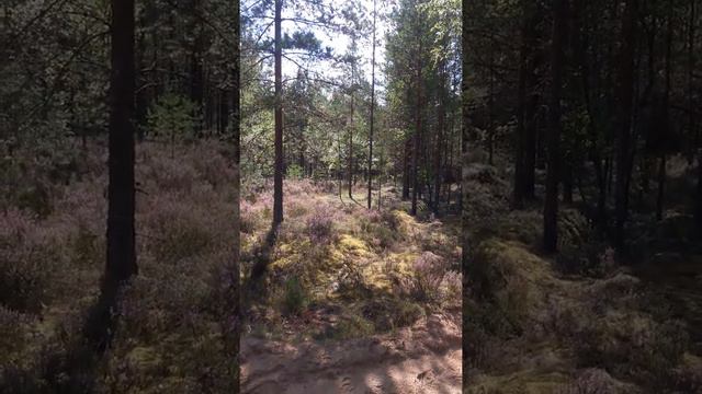 Струги красные. 2020 смотреть онлайн