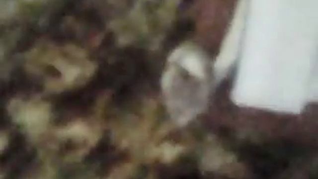 Как выгуливать хомяка по комнате. смотреть онлайн