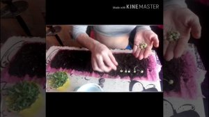 ПОСЕВ СЕМЯН В УЛИТКУ!Горох на рассаду,чтобы не выкидывать!