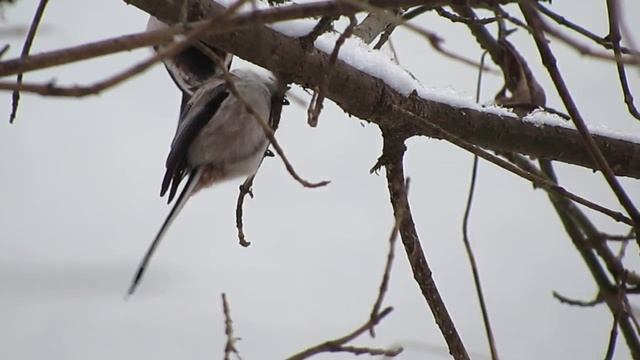 Птицы Белгородской области - Длиннохвостая синица file 4023 смотреть онлайн