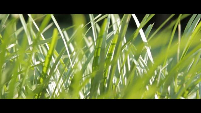 Canon T2i + Sigma 17-50mm F2.8 for Canon DSLRs (Test Shots) смотреть онлайн