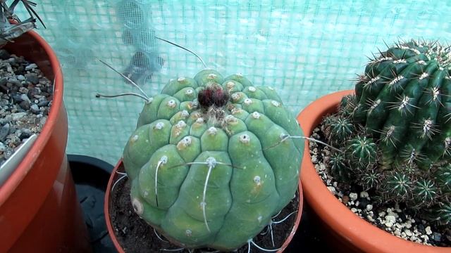 My Matucana madisonorum albiflora Cactus Plant in Twin White Bloom смотреть онлайн