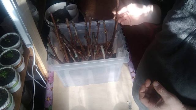 Супер укоренение черенка винограда за пять дней! смотреть онлайн