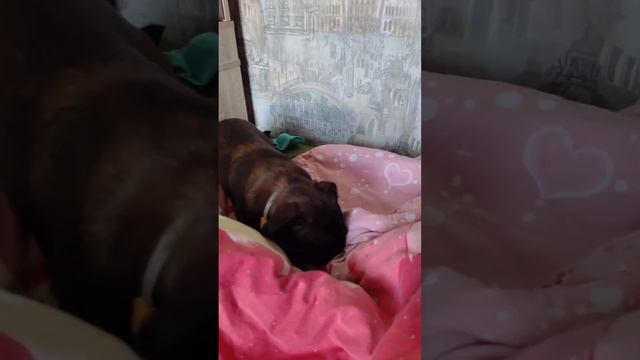 Собака грифон. Пти-брабансон #питомцы #собаки смотреть онлайн