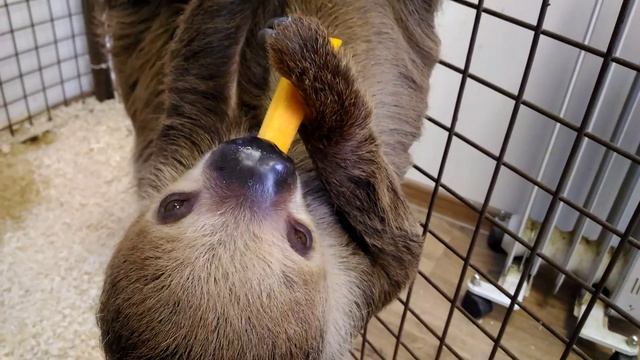 Двупалый ленивец... смотреть онлайн