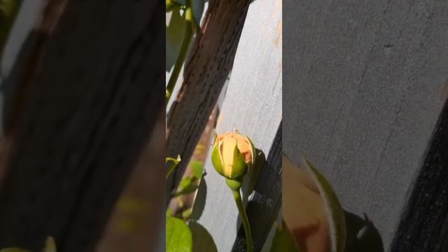 DAVID AUSTIN ROSES Charles Darwin Buds MAY2020 смотреть онлайн