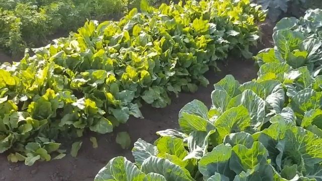 Что растет в саду и огороде. смотреть онлайн