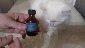 У кошки запор что делать как помочь в домашних условиях ?