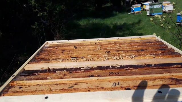 Вывод маток. 16.05.21г. часть 2 смотреть онлайн