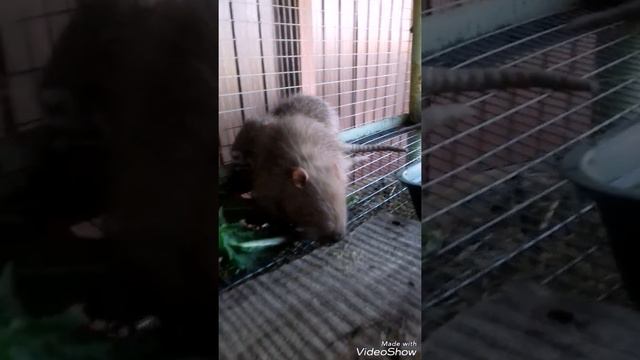 мои питомцы.лето.каникулы. смотреть онлайн