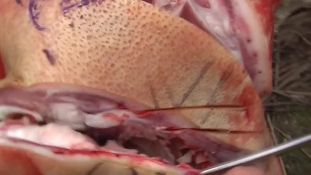 Клинок катаны смотреть онлайн