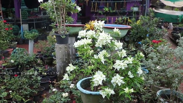 Best Fertilizer for Plant Flowering - NPK Fertilizer in Malayalam - How To Use NPK Fertilizer смотреть онлайн