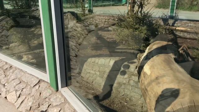 Зоопарк в Санкт-Петербурге, завтрак на петроградке, где обезьяны?? смотреть онлайн