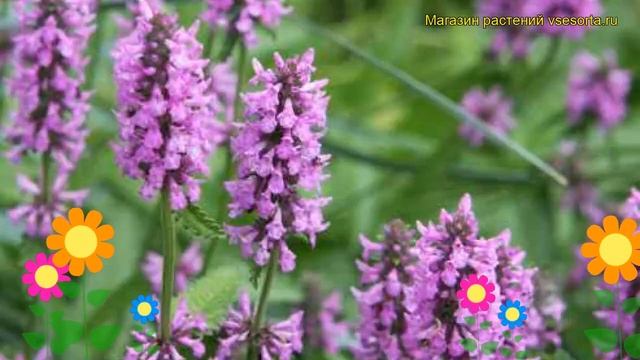 Чистец монье Хуммело. Краткий обзор описание характеристик stachys monieri Hummelo