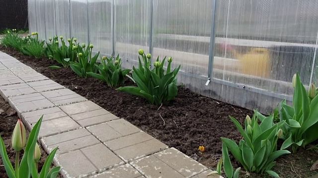 Обрезка клубники в апреле для увеличения завязей и урожая// Уход за клубникой весной смотреть онлайн