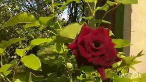 Роза спрей «Черная королева»
