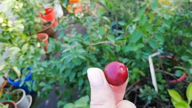 Земляничная гуава, или Гуава Кеттли смотреть онлайн