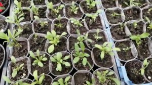 Немезия из семян формируем куст☘️.  Можно и почеренковать✂️!?