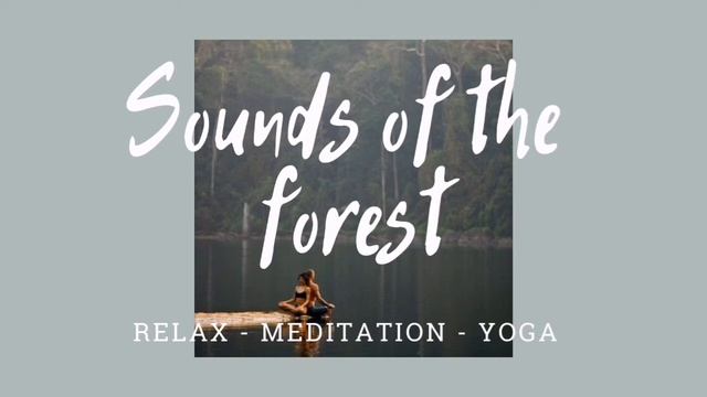 Звуки леса | Шум леса | Sounds of the forest | Forest noise | Музыка для медитации | Медитация смотреть онлайн