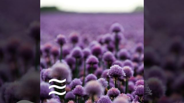 Soft And Natural Womb Sounds