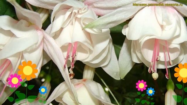 Фуксия обыкновенная Анабель. Краткий обзор, описание характеристик fuchsia Anabel смотреть онлайн