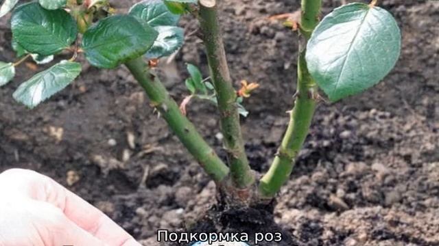 Роза Сахара смотреть онлайн