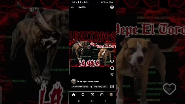 https://apbt.online-pedigrees.com/modules.php?name=Public&file=printPedigree&dog_id=831176 смотреть онлайн