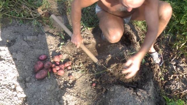Сравниваем урожайность картофеля в суглинистой почве Сибири и в ящике 3 часть. смотреть онлайн
