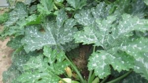 Кабачок Искандер