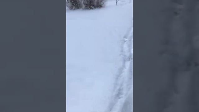 #кавказкаяовчарка#обычнаяпрогулка смотреть онлайн