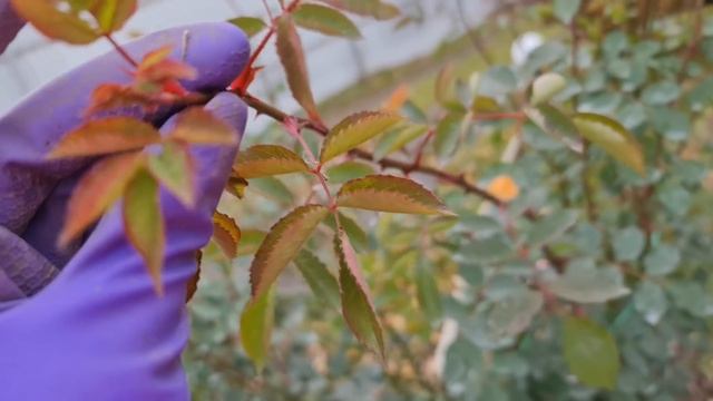 ГНИТЕ, НЕ БОЙТЕСЬ! Показываю как УКРЫТЬ КРУПНУЮ АНГЛИЙСКУЮ РОЗУ смотреть онлайн