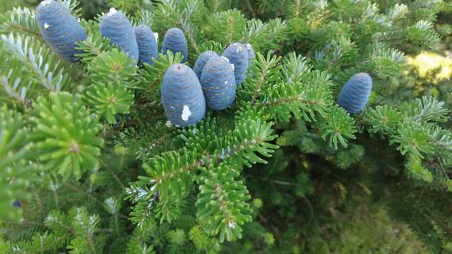 Шашлык из молодого барашка, простой и очень вкусный рецепт | Рекомендую! смотреть онлайн