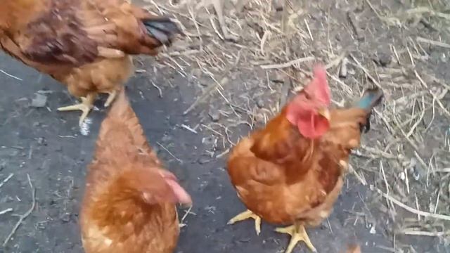 НАШИ КУРОЧКИ И ПЕТУШКИ ФОКСИ ЧИК , 84 ДНЯ . смотреть онлайн
