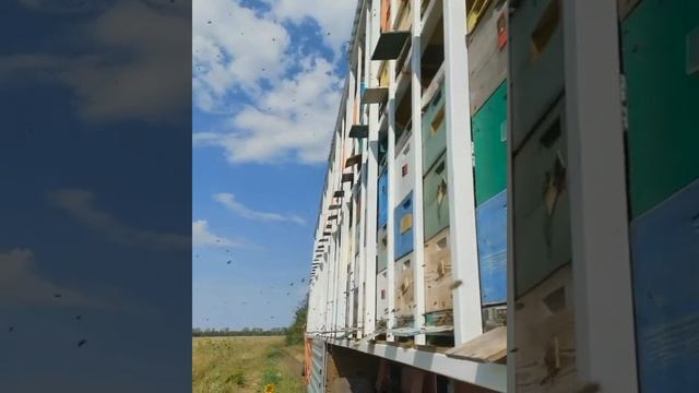 Цветёт гречиха. Наслаждайтесь ? смотреть онлайн
