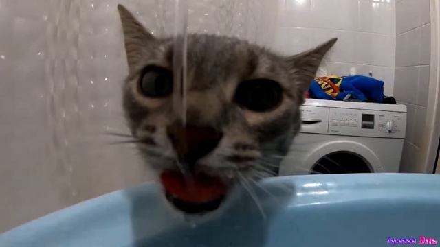 КОШКА Пьет Воду - Замедленная Съемка / SLOW MOtion - Cat Drinks Water смотреть онлайн