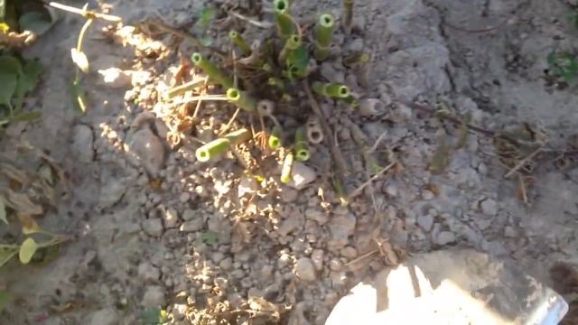 Как сохранить Георгины Зимой смотреть онлайн