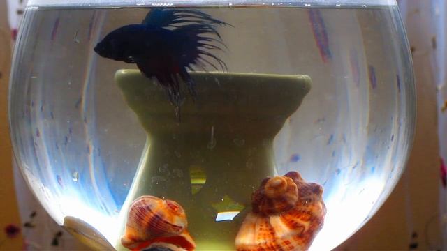 Рыбы: рассказ для детей смотреть онлайн