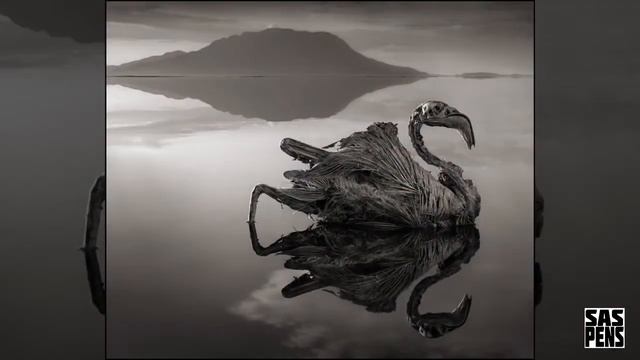 Смертельная красота ОЗЕРО НАТРОН 1 смотреть онлайн